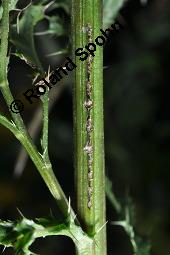 Acker-Kratzdistel, Cirsium arvense, Cirsium arvense, Acker-Kratzdistel, Asteraceae, fruchtend Kauf von 01504_cirsium_arvense_dsc_5982.jpg