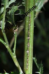 Acker-Kratzdistel, Cirsium arvense, Cirsium arvense, Acker-Kratzdistel, Asteraceae, fruchtend Kauf von 01504_cirsium_arvense_dsc_5983.jpg
