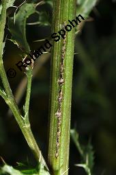 Acker-Kratzdistel, Cirsium arvense, Cirsium arvense, Acker-Kratzdistel, Asteraceae, fruchtend Kauf von 01504_cirsium_arvense_dsc_5984.jpg
