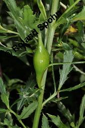 Acker-Kratzdistel, Cirsium arvense, Cirsium arvense, Acker-Kratzdistel, Asteraceae, fruchtend Kauf von 01504_cirsium_arvense_dsc_5988.jpg