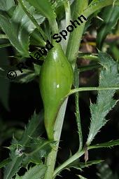 Acker-Kratzdistel, Cirsium arvense, Cirsium arvense, Acker-Kratzdistel, Asteraceae, fruchtend Kauf von 01504_cirsium_arvense_dsc_5989.jpg