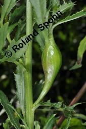 Acker-Kratzdistel, Cirsium arvense, Cirsium arvense, Acker-Kratzdistel, Asteraceae, fruchtend Kauf von 01504_cirsium_arvense_dsc_5990.jpg