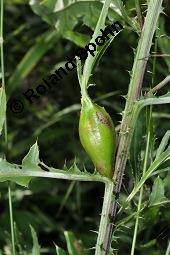 Acker-Kratzdistel, Cirsium arvense, Cirsium arvense, Acker-Kratzdistel, Asteraceae, fruchtend Kauf von 01504_cirsium_arvense_dsc_5992.jpg