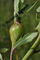 Acker-Kratzdistel, Cirsium arvense, Cirsium arvense, Acker-Kratzdistel, Asteraceae, fruchtend Kauf von 01504_cirsium_arvense_dsc_5994.jpg