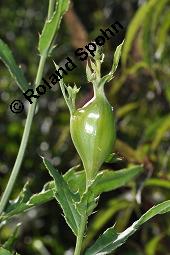 Acker-Kratzdistel, Cirsium arvense, Cirsium arvense, Acker-Kratzdistel, Asteraceae, fruchtend Kauf von 01504_cirsium_arvense_dsc_5995.jpg
