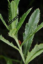 Acker-Kratzdistel, Cirsium arvense, Cirsium arvense, Acker-Kratzdistel, Asteraceae, fruchtend Kauf von 01504_cirsium_arvense_dsc_5996.jpg