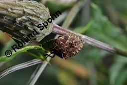 Acker-Kratzdistel, Cirsium arvense, Cirsium arvense, Acker-Kratzdistel, Asteraceae, fruchtend Kauf von 01504_cirsium_arvense_dsc_6113.jpg