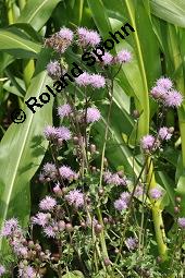 Acker-Kratzdistel, Cirsium arvense, Cirsium arvense, Acker-Kratzdistel, Asteraceae, fruchtend Kauf von 01504_cirsium_arvense_dsc_6210.jpg