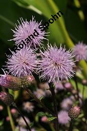 Acker-Kratzdistel, Cirsium arvense, Cirsium arvense, Acker-Kratzdistel, Asteraceae, fruchtend Kauf von 01504_cirsium_arvense_dsc_6211.jpg