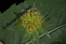 Wald-Witwenblume, Knautia dipsacifolia, Knautia sylvatica, Knautia dipsacifolia, Knautia sylvatica, Wald-Witwenblume, Dipsacaceae, unreif fruchtend Kauf von 01505_knautia_dipsacifolia_dsc_3561.jpg