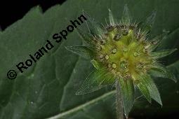 Wald-Witwenblume, Knautia dipsacifolia, Knautia sylvatica, Knautia dipsacifolia, Knautia sylvatica, Wald-Witwenblume, Dipsacaceae, unreif fruchtend Kauf von 01505_knautia_dipsacifolia_dsc_3562.jpg