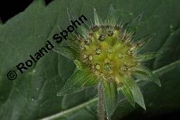 Wald-Witwenblume, Knautia dipsacifolia, Knautia sylvatica, Knautia dipsacifolia, Knautia sylvatica, Wald-Witwenblume, Dipsacaceae, unreif fruchtend Kauf von 01505_knautia_dipsacifolia_dsc_3563.jpg