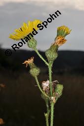 Gewöhnliche Acker-Gänsedistel, Sonchus arvensis ssp. arvensis, Sonchus arvensis ssp. arvensis, Gewöhnliche Acker-Gänsedistel, Asteraceae, Beblättert Kauf von 01507_sonchus_arvensis_arvensis_dsc_2560.jpg
