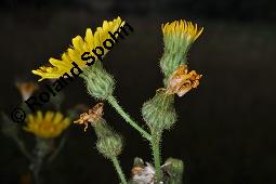 Gewöhnliche Acker-Gänsedistel, Sonchus arvensis ssp. arvensis, Sonchus arvensis ssp. arvensis, Gewöhnliche Acker-Gänsedistel, Asteraceae, Beblättert Kauf von 01507_sonchus_arvensis_arvensis_dsc_2561.jpg