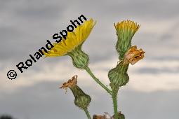 Gewöhnliche Acker-Gänsedistel, Sonchus arvensis ssp. arvensis, Sonchus arvensis ssp. arvensis, Gewöhnliche Acker-Gänsedistel, Asteraceae, Beblättert Kauf von 01507_sonchus_arvensis_arvensis_dsc_2562.jpg
