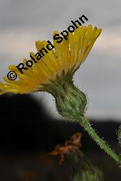 Gewöhnliche Acker-Gänsedistel, Sonchus arvensis ssp. arvensis, Sonchus arvensis ssp. arvensis, Gewöhnliche Acker-Gänsedistel, Asteraceae, Beblättert Kauf von 01507_sonchus_arvensis_arvensis_dsc_2563.jpg