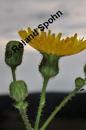 Gewöhnliche Acker-Gänsedistel, Sonchus arvensis ssp. arvensis, Sonchus arvensis ssp. arvensis, Gewöhnliche Acker-Gänsedistel, Asteraceae, Beblättert Kauf von 01507_sonchus_arvensis_arvensis_dsc_2564.jpg