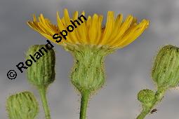 Gewöhnliche Acker-Gänsedistel, Sonchus arvensis ssp. arvensis, Sonchus arvensis ssp. arvensis, Gewöhnliche Acker-Gänsedistel, Asteraceae, Beblättert Kauf von 01507_sonchus_arvensis_arvensis_dsc_2565.jpg