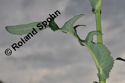 Gewöhnliche Acker-Gänsedistel, Sonchus arvensis ssp. arvensis, Sonchus arvensis ssp. arvensis, Gewöhnliche Acker-Gänsedistel, Asteraceae, Beblättert Kauf von 01507_sonchus_arvensis_arvensis_dsc_2566.jpg