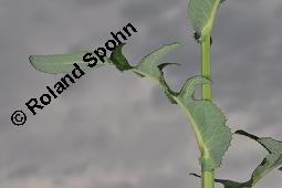 Gewöhnliche Acker-Gänsedistel, Sonchus arvensis ssp. arvensis, Sonchus arvensis ssp. arvensis, Gewöhnliche Acker-Gänsedistel, Asteraceae, Beblättert Kauf von 01507_sonchus_arvensis_arvensis_dsc_2567.jpg