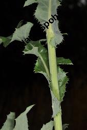 Gewöhnliche Acker-Gänsedistel, Sonchus arvensis ssp. arvensis, Sonchus arvensis ssp. arvensis, Gewöhnliche Acker-Gänsedistel, Asteraceae, Beblättert Kauf von 01507_sonchus_arvensis_arvensis_dsc_2568.jpg
