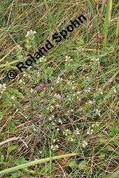 Aufrechter Augentrost, Heide-Augentrost, Steifer Augentrost, Euphrasia stricta, Euphrasia stricta, Aufrechter Augentrost, Heide-Augentrost, Steifer Augentrost, Orobanchaceae, Habitus blühend Kauf von 01524_euphrasia_stricta_dsc_4573.jpg