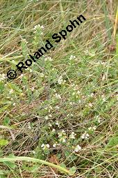 Aufrechter Augentrost, Heide-Augentrost, Steifer Augentrost, Euphrasia stricta, Euphrasia stricta, Aufrechter Augentrost, Heide-Augentrost, Steifer Augentrost, Orobanchaceae, Habitus blühend Kauf von 01524_euphrasia_stricta_dsc_4574.jpg