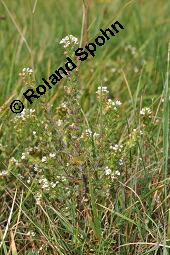 Aufrechter Augentrost, Heide-Augentrost, Steifer Augentrost, Euphrasia stricta, Euphrasia stricta, Aufrechter Augentrost, Heide-Augentrost, Steifer Augentrost, Orobanchaceae, Habitus blühend Kauf von 01524_euphrasia_stricta_dsc_4575.jpg