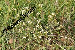 Aufrechter Augentrost, Heide-Augentrost, Steifer Augentrost, Euphrasia stricta, Euphrasia stricta, Aufrechter Augentrost, Heide-Augentrost, Steifer Augentrost, Orobanchaceae, Habitus blühend Kauf von 01524_euphrasia_stricta_dsc_4576.jpg