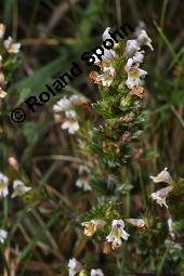 Aufrechter Augentrost, Heide-Augentrost, Steifer Augentrost, Euphrasia stricta, Euphrasia stricta, Aufrechter Augentrost, Heide-Augentrost, Steifer Augentrost, Orobanchaceae, Habitus blühend Kauf von 01524_euphrasia_stricta_dsc_4577.jpg