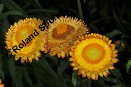 Garten-Strohblume, Helichrysum bracteatum, Helichrysum bracteatum, Garten-Strohblume, Asteraceae, Blühend Kauf von 01550_helichrysum_bracteatum_dsc_6875.jpg