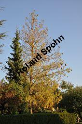 Tränen-Kiefer, Gewöhnliche Tränenkiefer, Pinus wallichiana, Pinus excelsia, Pinus griffithii, Pinaceae, Pinus wallichiana, Pinus excelsia, Pinus griffithii, Tränen-Kiefer, Gewöhnliche Tränenkiefer, Nadeln mit Tropfen Kauf von 01561_pinus_wallichiana_dsc_0497.jpg