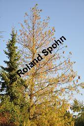 Tränen-Kiefer, Gewöhnliche Tränenkiefer, Pinus wallichiana, Pinus excelsia, Pinus griffithii, Pinaceae, Pinus wallichiana, Pinus excelsia, Pinus griffithii, Tränen-Kiefer, Gewöhnliche Tränenkiefer, Nadeln mit Tropfen Kauf von 01561_pinus_wallichiana_dsc_0498.jpg