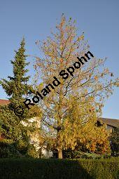 Tränen-Kiefer, Gewöhnliche Tränenkiefer, Pinus wallichiana, Pinus excelsia, Pinus griffithii, Pinaceae, Pinus wallichiana, Pinus excelsia, Pinus griffithii, Tränen-Kiefer, Gewöhnliche Tränenkiefer, Nadeln mit Tropfen Kauf von 01561_pinus_wallichiana_dsc_0499.jpg