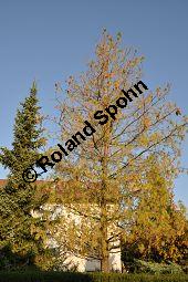 Tränen-Kiefer, Gewöhnliche Tränenkiefer, Pinus wallichiana, Pinus excelsia, Pinus griffithii, Pinaceae, Pinus wallichiana, Pinus excelsia, Pinus griffithii, Tränen-Kiefer, Gewöhnliche Tränenkiefer, Nadeln mit Tropfen Kauf von 01561_pinus_wallichiana_dsc_0500.jpg