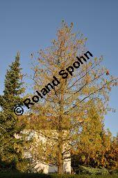 Tränen-Kiefer, Gewöhnliche Tränenkiefer, Pinus wallichiana, Pinus excelsia, Pinus griffithii, Pinaceae, Pinus wallichiana, Pinus excelsia, Pinus griffithii, Tränen-Kiefer, Gewöhnliche Tränenkiefer, Nadeln mit Tropfen Kauf von 01561_pinus_wallichiana_dsc_0501.jpg