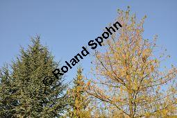 Tränen-Kiefer, Gewöhnliche Tränenkiefer, Pinus wallichiana, Pinus excelsia, Pinus griffithii, Pinaceae, Pinus wallichiana, Pinus excelsia, Pinus griffithii, Tränen-Kiefer, Gewöhnliche Tränenkiefer, Nadeln mit Tropfen Kauf von 01561_pinus_wallichiana_dsc_0503.jpg