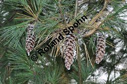 Tränen-Kiefer, Gewöhnliche Tränenkiefer, Pinus wallichiana, Pinus excelsia, Pinus griffithii, Pinaceae, Pinus wallichiana, Pinus excelsia, Pinus griffithii, Tränen-Kiefer, Gewöhnliche Tränenkiefer, Nadeln mit Tropfen Kauf von 01561_pinus_wallichiana_dsc_0773.jpg