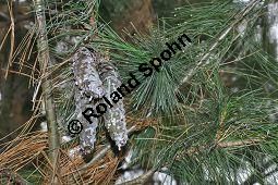 Tränen-Kiefer, Gewöhnliche Tränenkiefer, Pinus wallichiana, Pinus excelsia, Pinus griffithii, Pinaceae, Pinus wallichiana, Pinus excelsia, Pinus griffithii, Tränen-Kiefer, Gewöhnliche Tränenkiefer, Nadeln mit Tropfen Kauf von 01561_pinus_wallichiana_dsc_0777.jpg