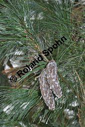 Tränen-Kiefer, Gewöhnliche Tränenkiefer, Pinus wallichiana, Pinus excelsia, Pinus griffithii, Pinaceae, Pinus wallichiana, Pinus excelsia, Pinus griffithii, Tränen-Kiefer, Gewöhnliche Tränenkiefer, Nadeln mit Tropfen Kauf von 01561_pinus_wallichiana_dsc_0778.jpg