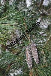 Tränen-Kiefer, Gewöhnliche Tränenkiefer, Pinus wallichiana, Pinus excelsia, Pinus griffithii, Pinaceae, Pinus wallichiana, Pinus excelsia, Pinus griffithii, Tränen-Kiefer, Gewöhnliche Tränenkiefer, Nadeln mit Tropfen Kauf von 01561_pinus_wallichiana_dsc_0779.jpg