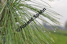 Tränen-Kiefer, Gewöhnliche Tränenkiefer, Pinus wallichiana, Pinus excelsia, Pinus griffithii, Pinaceae, Pinus wallichiana, Pinus excelsia, Pinus griffithii, Tränen-Kiefer, Gewöhnliche Tränenkiefer, Nadeln mit Tropfen Kauf von 01561_pinus_wallichiana_dsc_0780.jpg