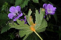 Wald-Storchschnabel, Geranium sylvaticum, Geraniaceae, Geranium sylvaticum, Wald-Storchschnabel, Blühend Kauf von 01648_geranium_sylvaticum_dsc_1529.jpg