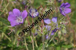 Wald-Storchschnabel, Geranium sylvaticum, Geraniaceae, Geranium sylvaticum, Wald-Storchschnabel, Blühend Kauf von 01648_geranium_sylvaticum_dsc_3744.jpg