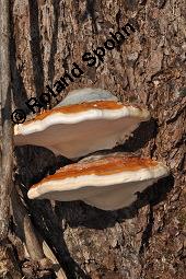 Rotrandiger Baumporling, Rotrandiger Baumschwamm, Fomitposis pinicola, Polyporus marginatus, Ungulina marginata, Fomitopsis pinicola, Polyporus marginatus, Ungulina marginata, Rotrandige Baumschwamm, Rotrandiger Baumporling, Basidiomyceten, Fruchtkörper, an Picea abies, Gewöhnliche Fichte, Rottanne Kauf von 01679_fomitopsis_pinicola_dsc_8472.jpg