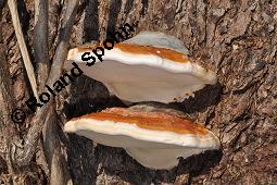 Rotrandiger Baumporling, Rotrandiger Baumschwamm, Fomitposis pinicola, Polyporus marginatus, Ungulina marginata, Fomitopsis pinicola, Polyporus marginatus, Ungulina marginata, Rotrandige Baumschwamm, Rotrandiger Baumporling, Basidiomyceten, Fruchtkörper, an Picea abies, Gewöhnliche Fichte, Rottanne Kauf von 01679_fomitopsis_pinicola_dsc_8473.jpg