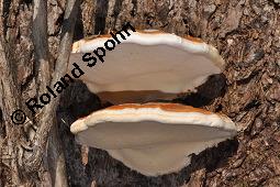 Rotrandiger Baumporling, Rotrandiger Baumschwamm, Fomitposis pinicola, Polyporus marginatus, Ungulina marginata, Fomitopsis pinicola, Polyporus marginatus, Ungulina marginata, Rotrandige Baumschwamm, Rotrandiger Baumporling, Basidiomyceten, Fruchtkörper, an Picea abies, Gewöhnliche Fichte, Rottanne Kauf von 01679_fomitopsis_pinicola_dsc_8474.jpg