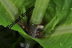 Wilde Karde, Dipsacus fullonum, Dipsacus sylvestris, Dipsacus fullonum, Dipsacus sylvestris, Wilde Karde, Dipsacaceae, Fruchtstand im Winter Kauf von 01697_dipsacus_fullonum_dsc_1425.jpg