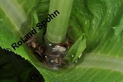 Wilde Karde, Dipsacus fullonum, Dipsacus sylvestris, Dipsacus fullonum, Dipsacus sylvestris, Wilde Karde, Dipsacaceae, Fruchtstand im Winter Kauf von 01697_dipsacus_fullonum_dsc_1426.jpg