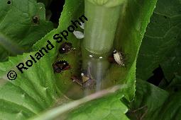 Wilde Karde, Dipsacus fullonum, Dipsacus sylvestris, Dipsacus fullonum, Dipsacus sylvestris, Wilde Karde, Dipsacaceae, Fruchtstand im Winter Kauf von 01697_dipsacus_fullonum_dsc_1427.jpg